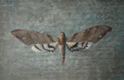 Moth
36” x 24”   $3,900