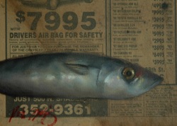 Fresh Fish: 7995
5” x 7"   $800