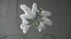 White Lilacs
First Wash White Lilacs
First Wash