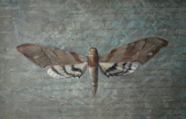 Moth
36” x 24”   SOLD