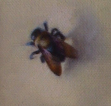 Bumblebee
2.75" x 2.75”   SOLD