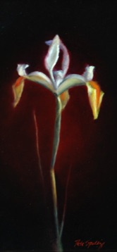 White Iris
SOLD